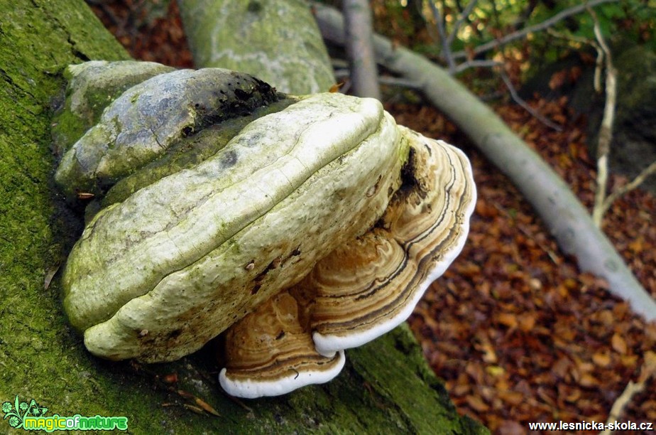 Troudnatec kopytovitý (2) - Fomes fomentarius - Foto Pavel Stančík