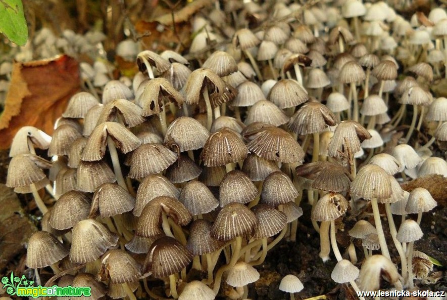 Hnojník nasetý - Coprinellus disseminatus - Foto Pavel Stančík