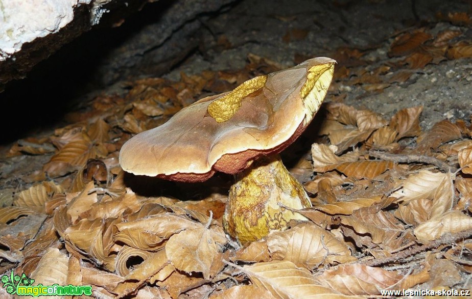 Hřib kovář - Boletus luridiformis - Foto Pavel Stančík