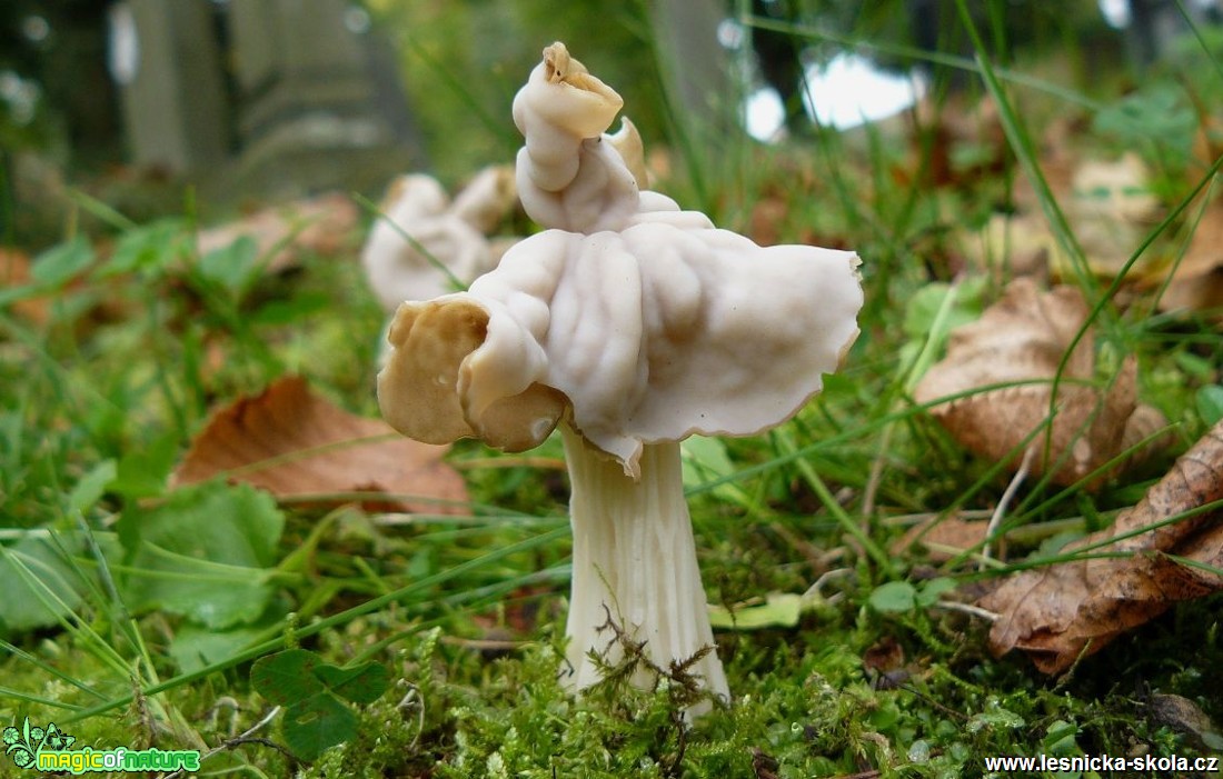 Chřapáč kadeřavý - Helvella crispa - Foto Pavel Stančík