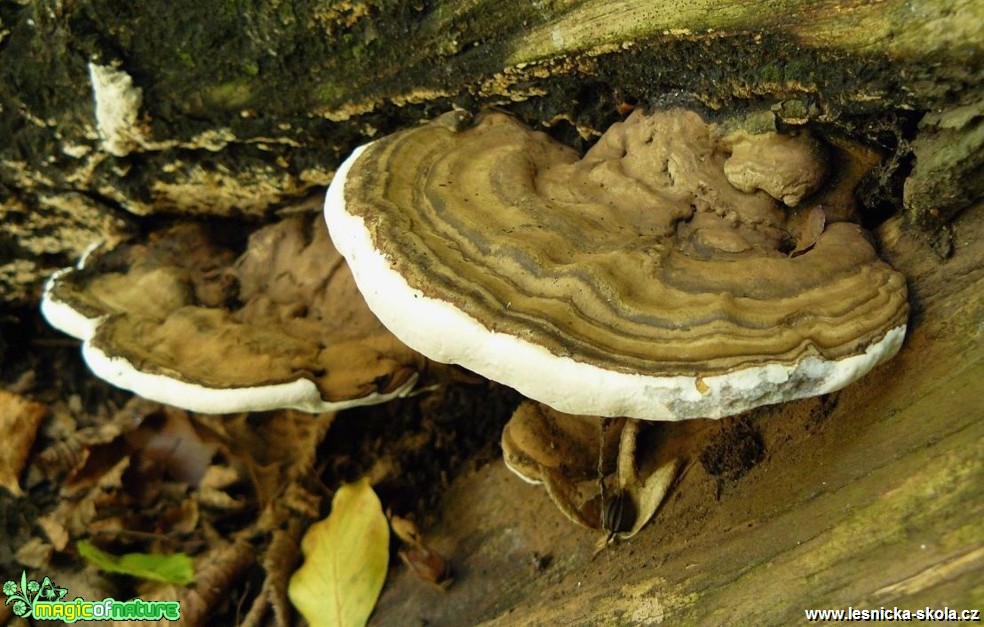 Lesklokorka ploská - Ganoderma applanatum - Foto Pavel Stančík