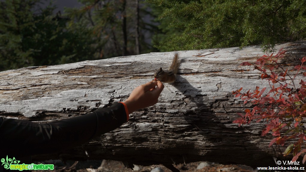 Eastern chipmunk (Tamias  striatus) - Garibaldi Provincial Park - Foto Vojtěch Mráz (2)