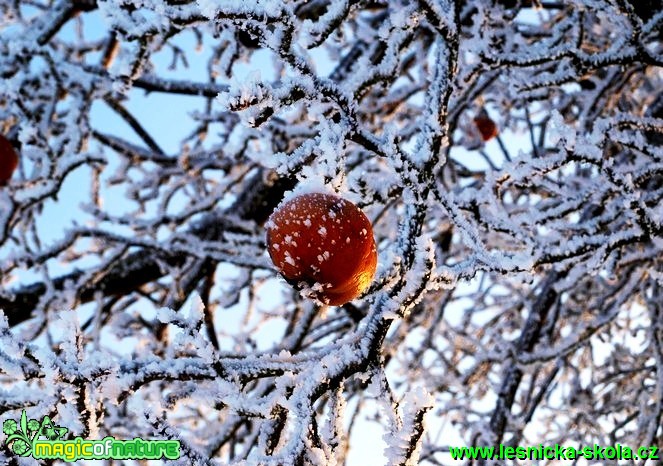 Zimní jablka - Foto David Hlinka