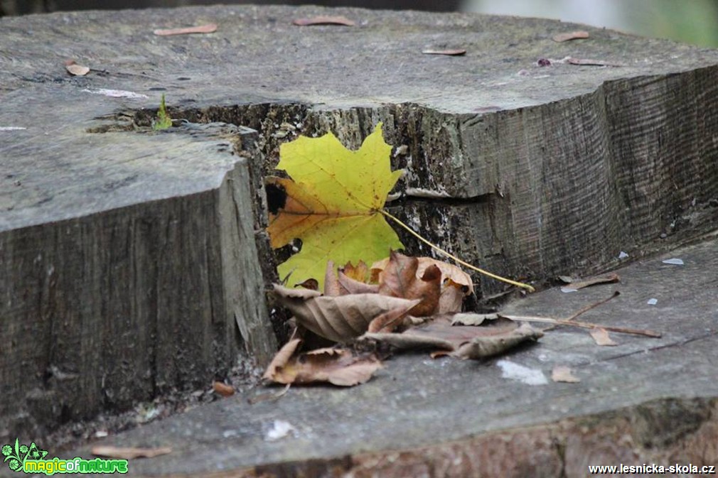 Podzimní čas - Foto Ladislav Jonák