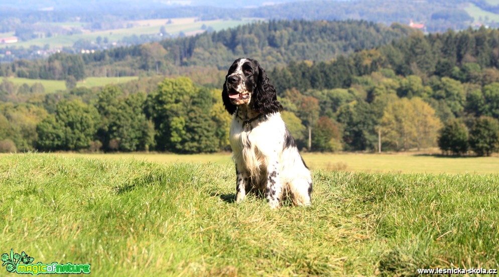 Anglický špringršpaněl - Foto L. Janata (1)