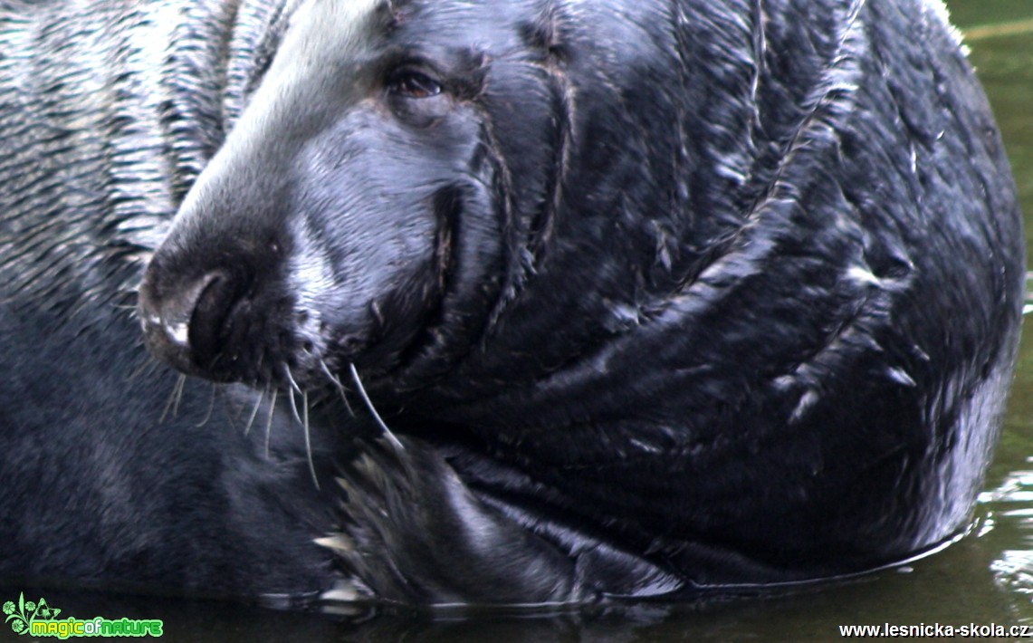 Tuleň kuželozubý - Halichoerus grypus - Foto David Hlinka (3)