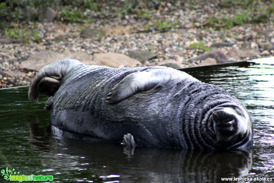 Tuleň kuželozubý - Halichoerus grypus - Foto David Hlinka (4)