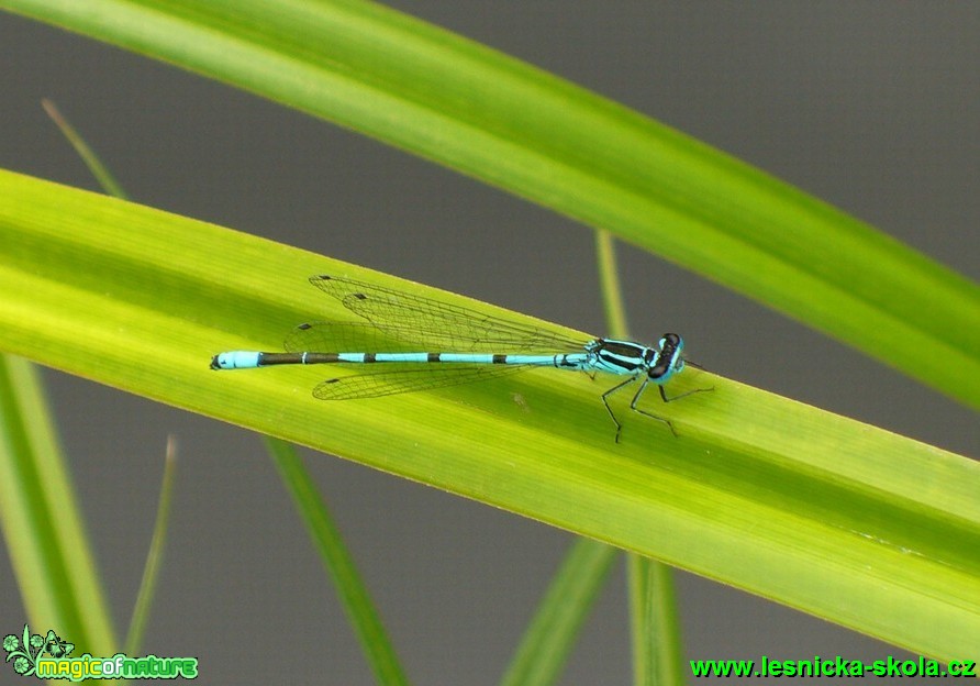 Šidélko páskované - Coenagrion puella - Foto Michaela Knoppová