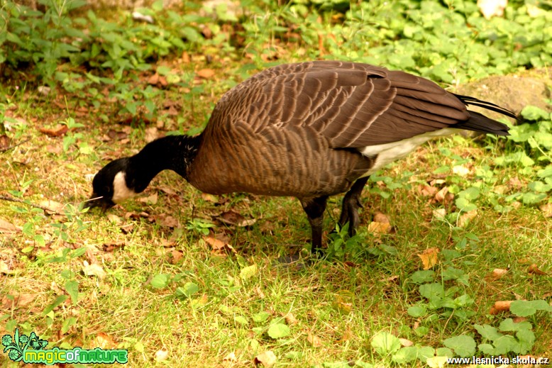 Berneška kanadská - Branta canadensis - Foto Gerd Ritschel