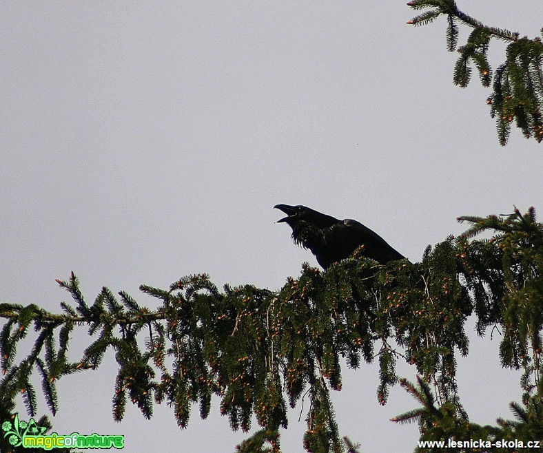 Krkavec velký - Corvus corax - Foto Gerd Ritschel