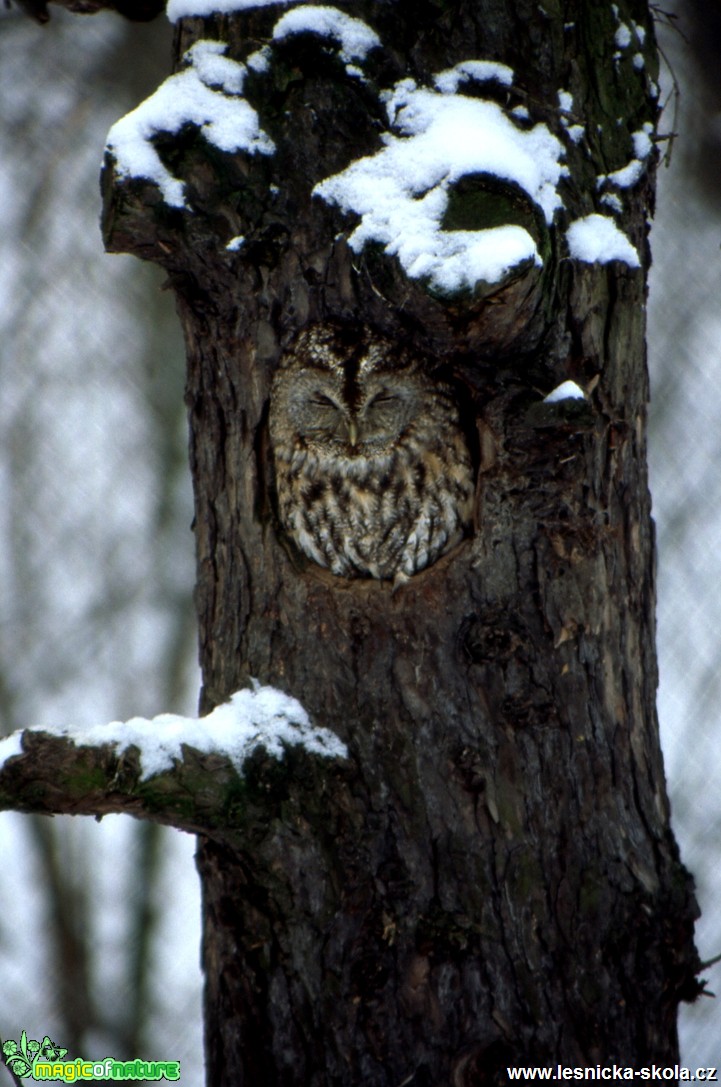 Puštík obecný - Strix aluco - Foto Gerd Ritschel