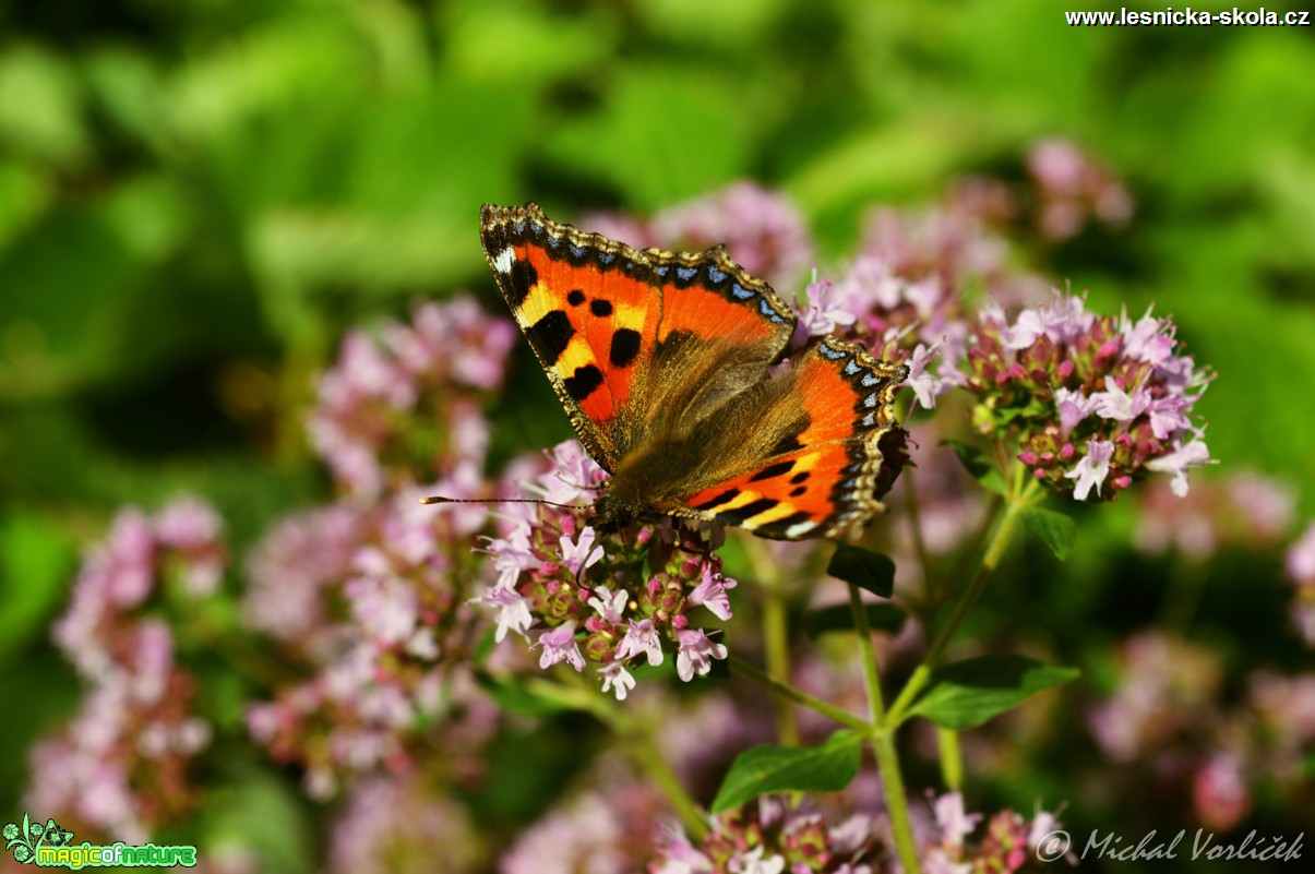 Babočka kopřivová - Aglais urticae - Foto Michal Vorlíček