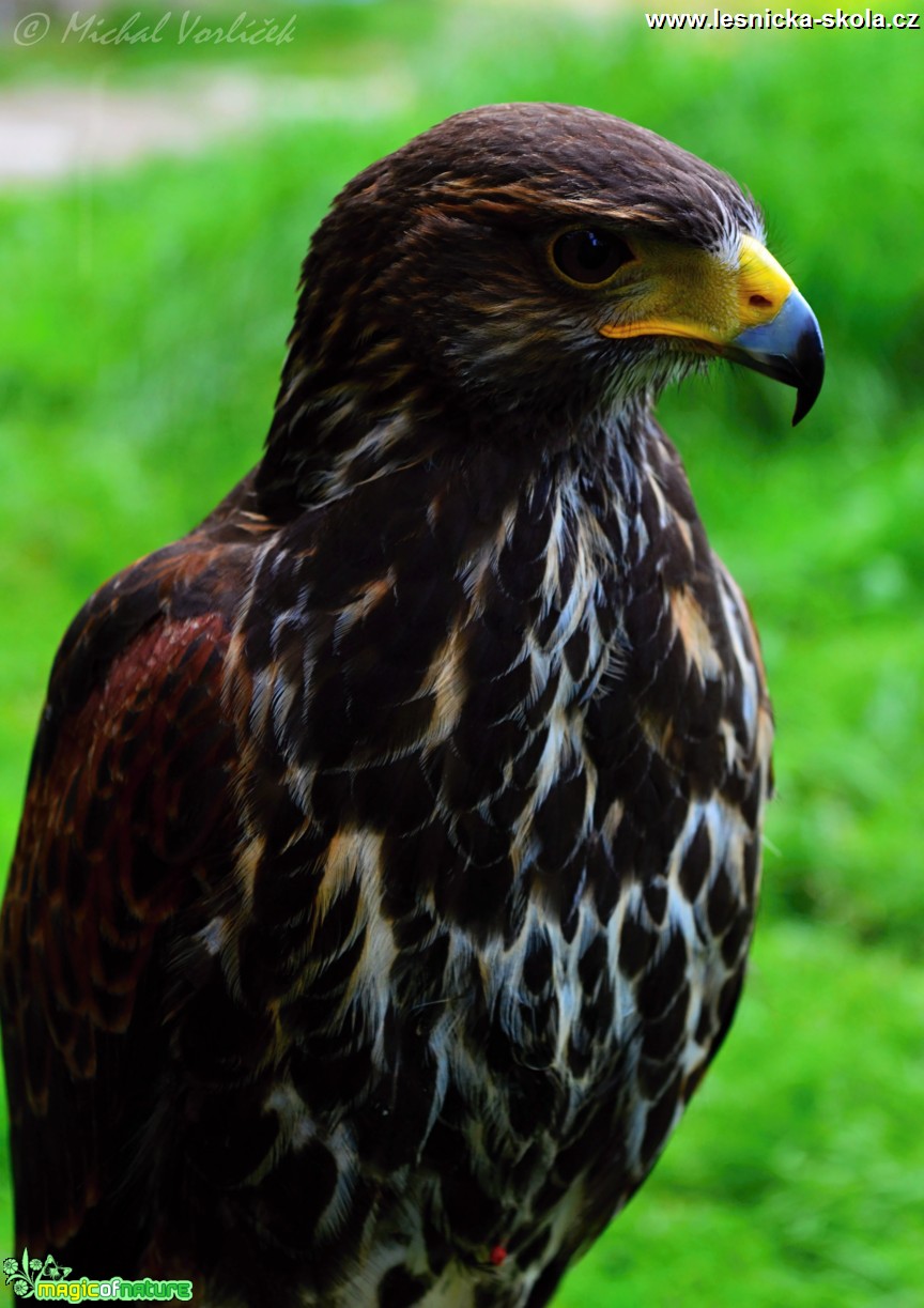 Káně harrisova - Parabuteo unicinctus - Foto Michal Vorlíček