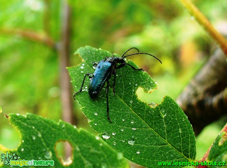 Tesařík pižmový - Aromia moschata - Foto Michaela Knoppová