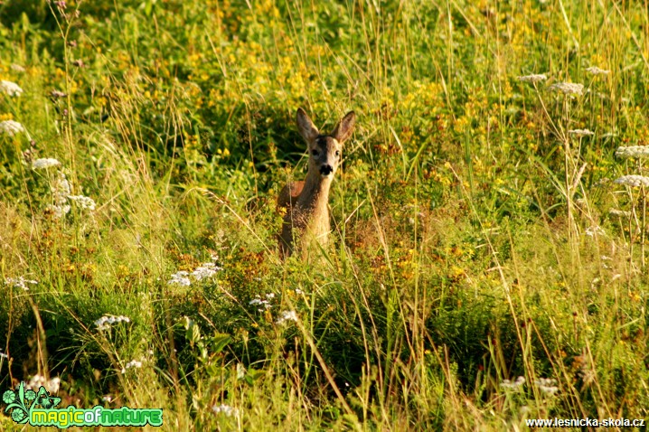 Srnčí zvěř - Capreolus capreolus - Foto Gerd Ritschel (1)