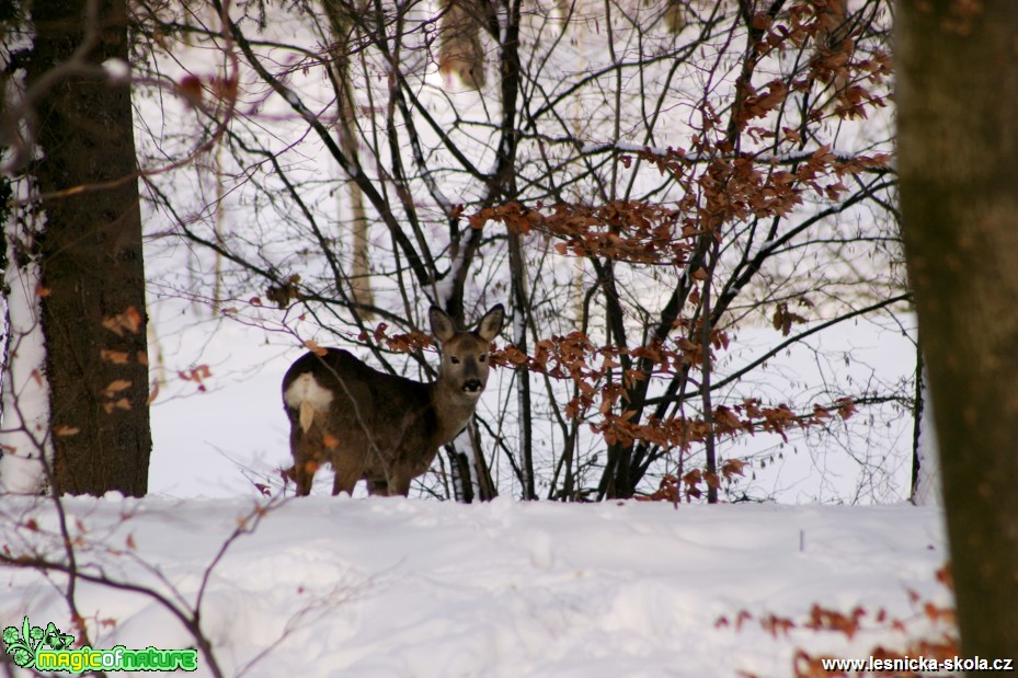 Srnčí zvěř - Capreolus capreolus - Foto Gerd Ritschel (3)