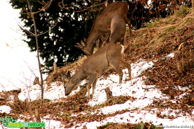 Srnčí zvěř - Capreolus capreolus - Foto Gerd Ritschel (5)