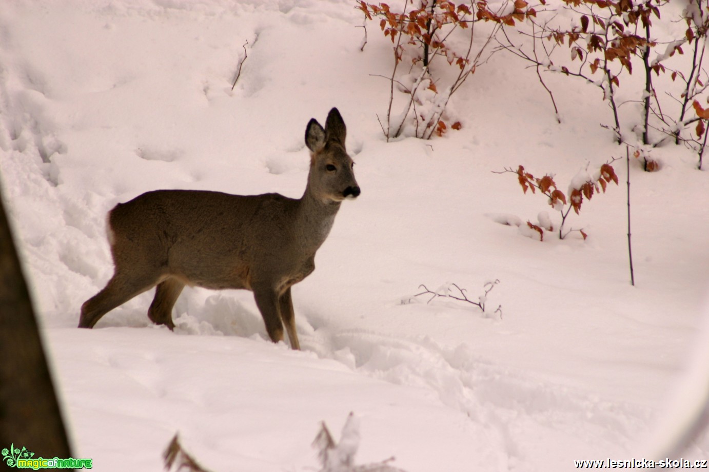 Srnčí zvěř - Capreolus capreolus - Foto Gerd Ritschel (7)