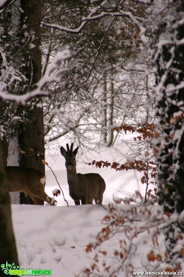 Srnčí zvěř - Capreolus capreolus - Foto Gerd Ritschel (8)