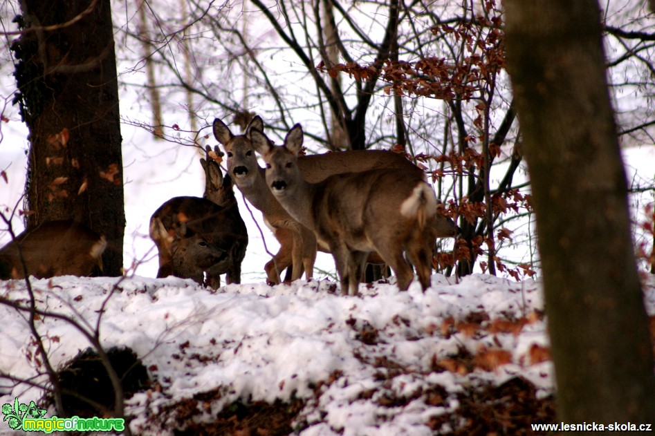 Srnčí zvěř - Capreolus capreolus - Foto Gerd Ritschel (10)