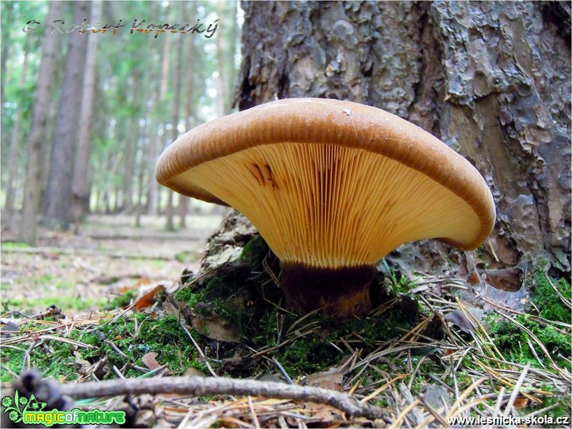 Čechratka černohuňatá - Tapinella atrotomentosa - Foto Robert Kopecký