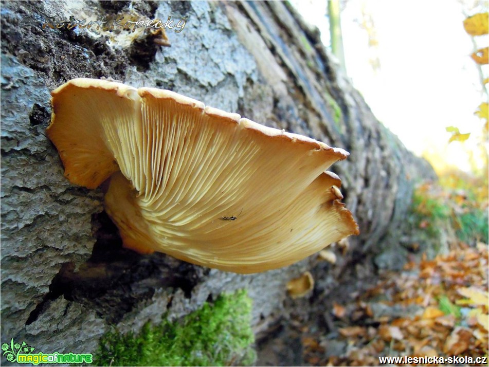 Hlíva ústřičná - Pleurotus ostreatus - Foto Robert Kopecký