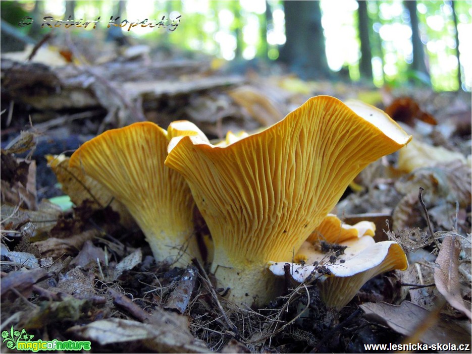 Liška bledá - Cantharellus pallens - Foto Robert Kopecký