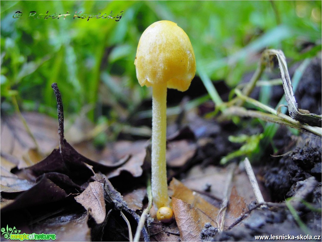 Slzečník žloutkový - Bolbitius vitellinus - Foto Robert Kopecký