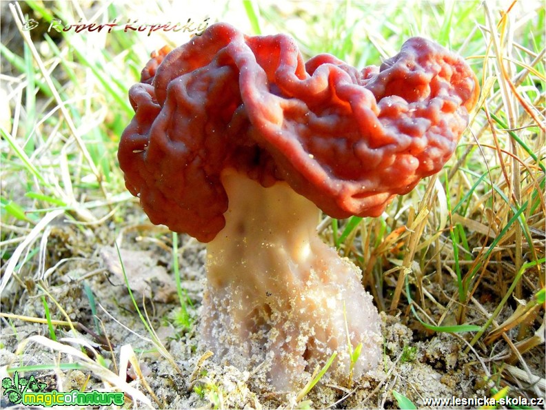 Ucháč obecný - Gyromitra esculenta - Foto Robert Kopecký