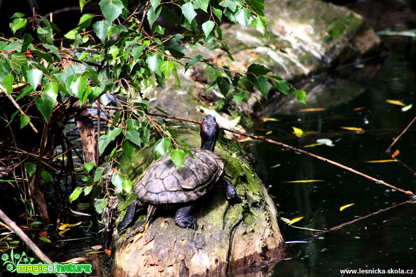 Želva nádherná - Trachemys scripta elegans - Foto David Hlinka (1)