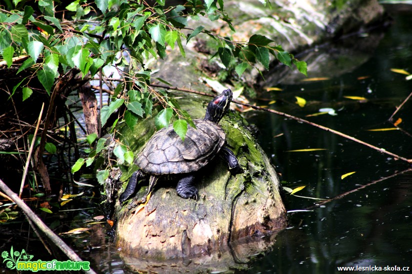 Želva nádherná - Trachemys scripta elegans - Foto David Hlinka (2)