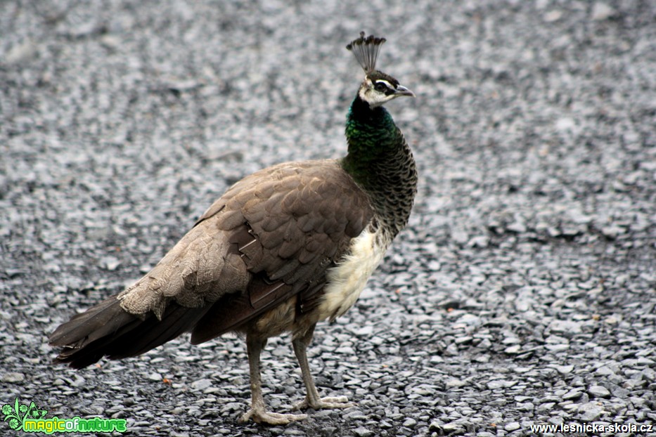 Páv korunkatý - Pavo cristatus - samice - Foto David Hlinka