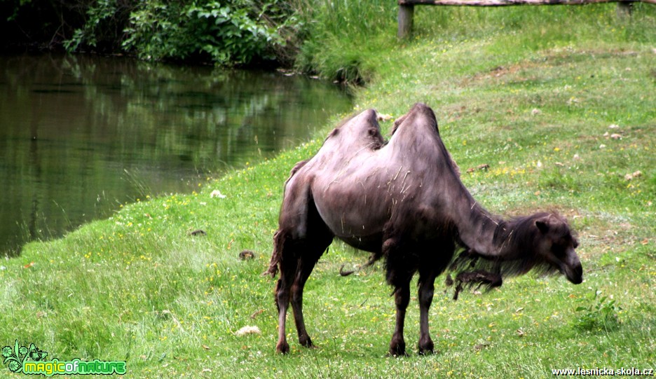 Velbloud dvouhrbý - Camelus bactrianus - Foto David Hlinka (1)