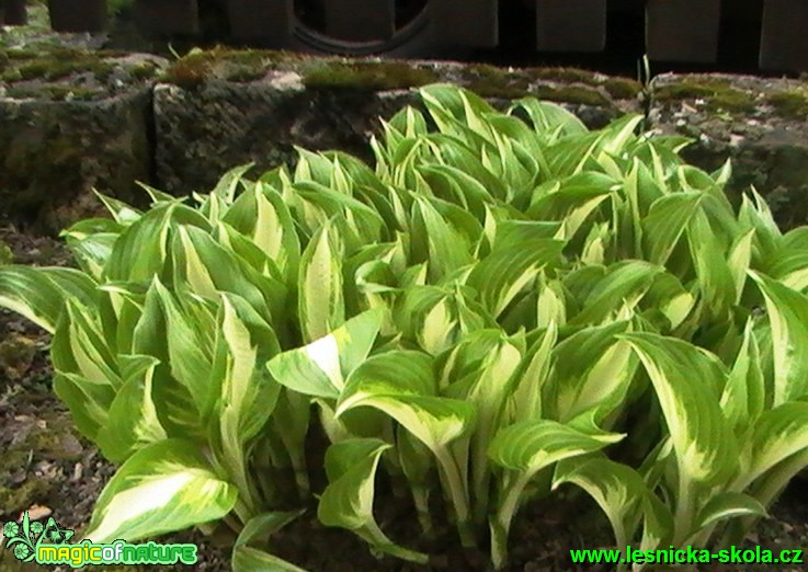 Bohyška - Hosta - Foto Miroslav Krupiak