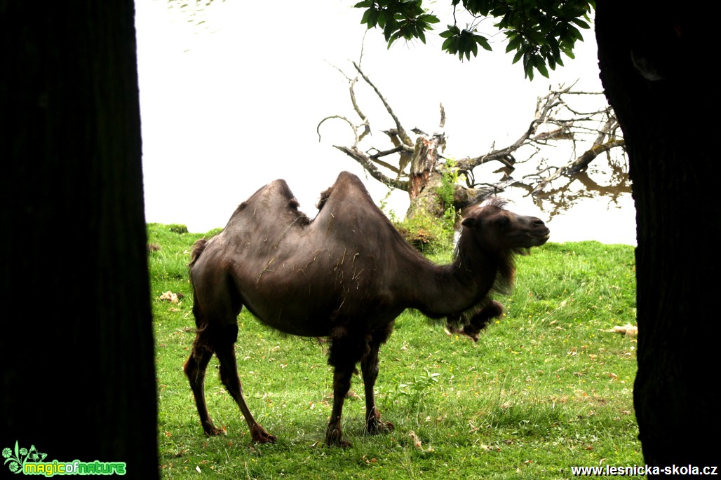 Velbloud dvouhrbý - Camelus bactrianus - Foto David Hlinka (3)