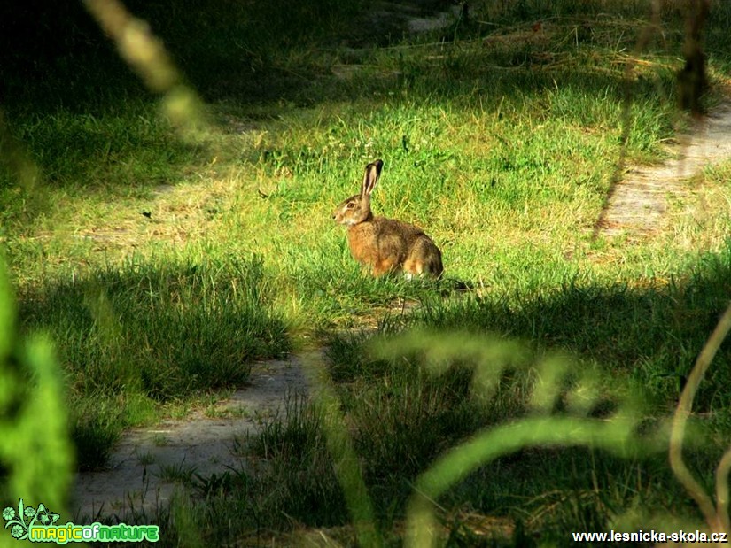 Zajíc polní - Lepus europaeus - Foto Rasťo Salčík (2)