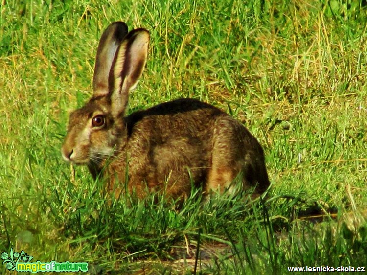 Zajíc polní - Lepus europaeus - Foto Rasťo Salčík (3)