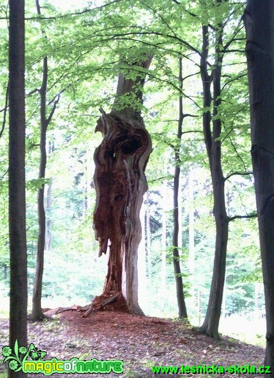 Rozpadlý strom - Foto Miroslav Kusenda