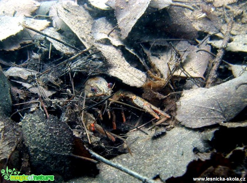 Rak říční - Astacus astacus - Foto Tomáš Kunze (1)