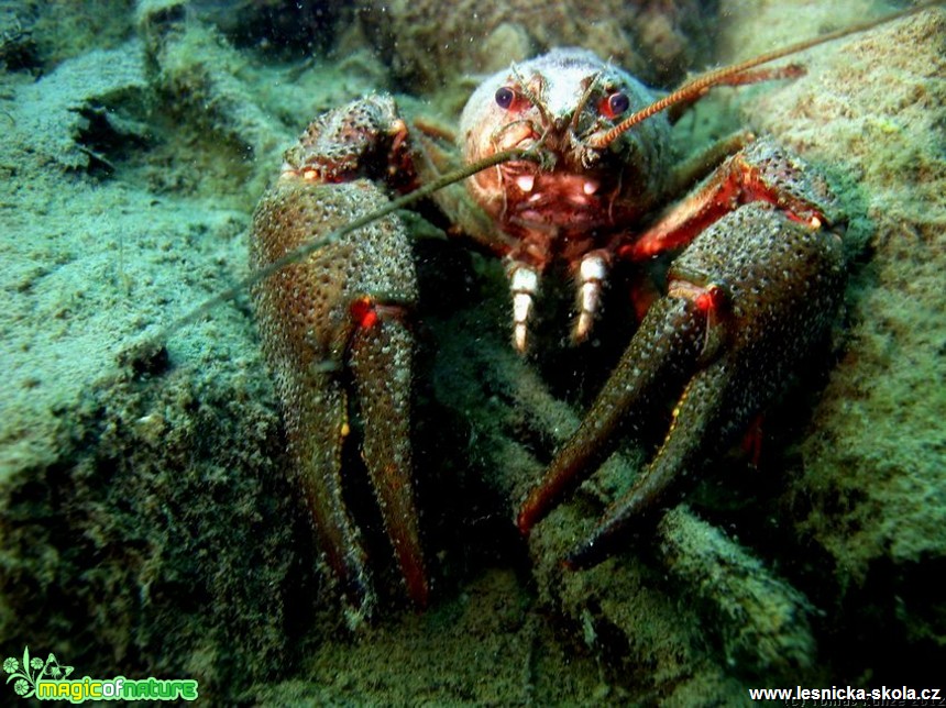 Rak říční - Astacus astacus - Foto Tomáš Kunze (3)