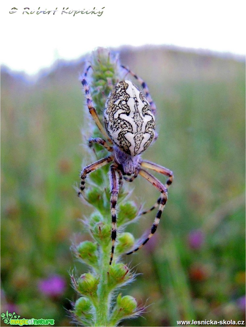 Křižák skvostný - Aculepeira ceropegia ♀ - Foto Robert Kopecký