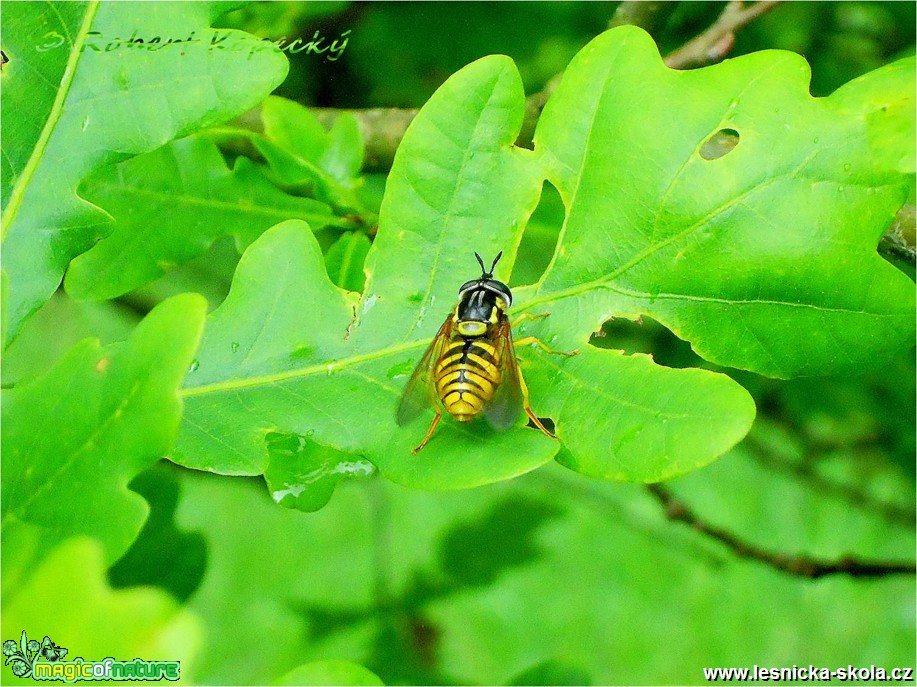 Pestřenka - Chrysotoxum cautum - Foto Robert Kopecký