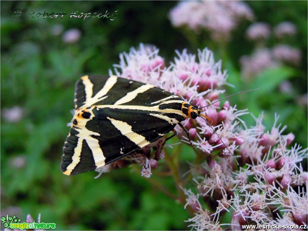 Přástevník kostivalový - Panaxia quadripunctata - Foto Robert Kopecký