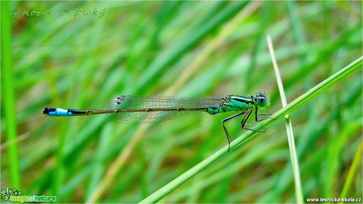 Šidélko větší Ischnura elegans ♂ - Foto Robert Kopecký