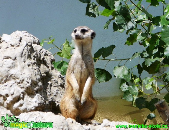 Surikata (Suricata suricatta) - Foto Miroslav Kusenda