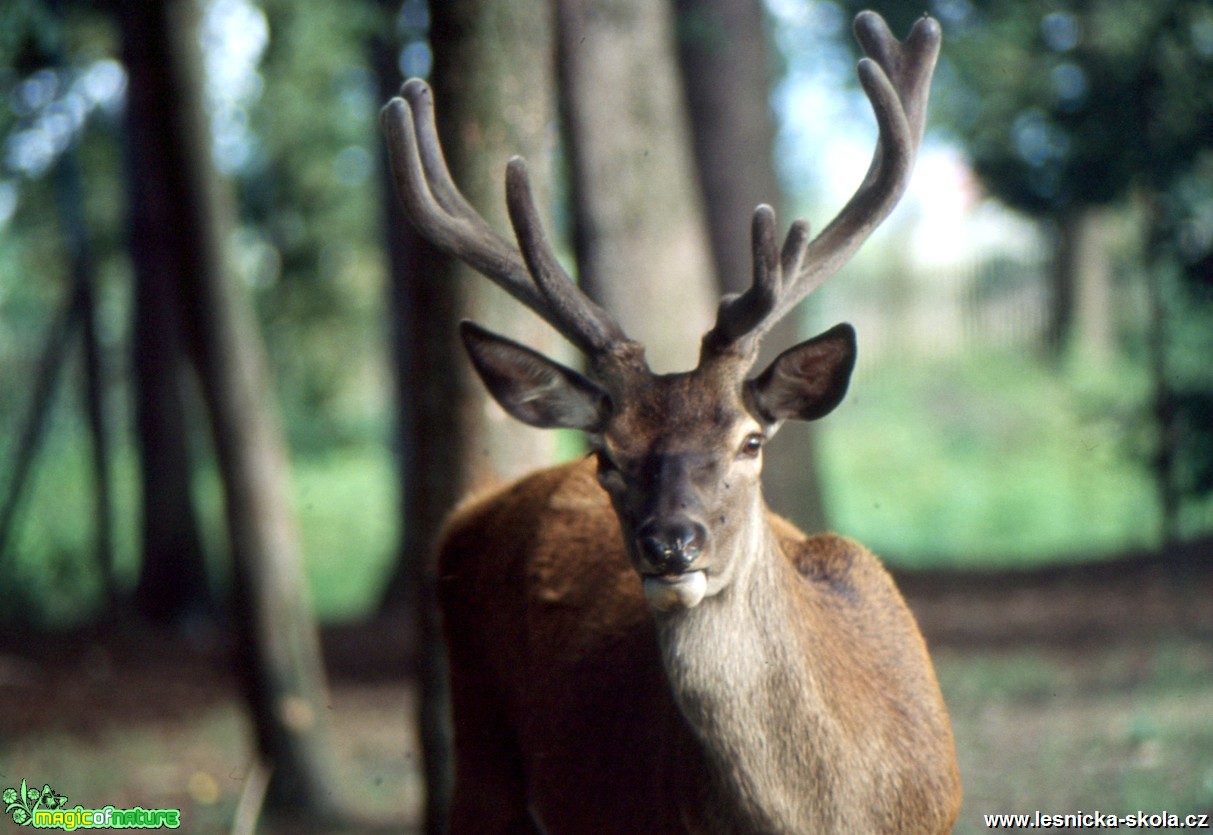 Jelen sika - Cervus nippon - Foto Gerd Ritschel (6)