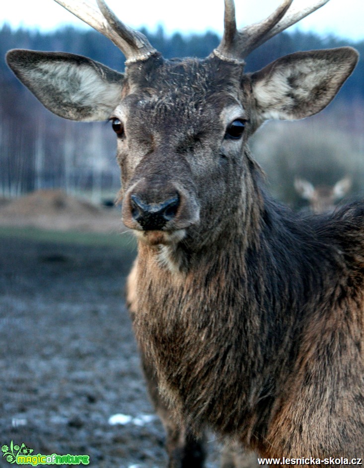 Jelen sika - Cervus nippon - Foto Gerd Ritschel (1)