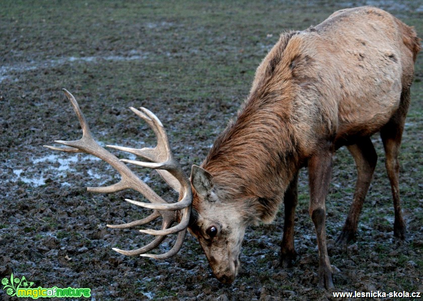 Jelen sika - Cervus nippon - Foto Gerd Ritschel (2)