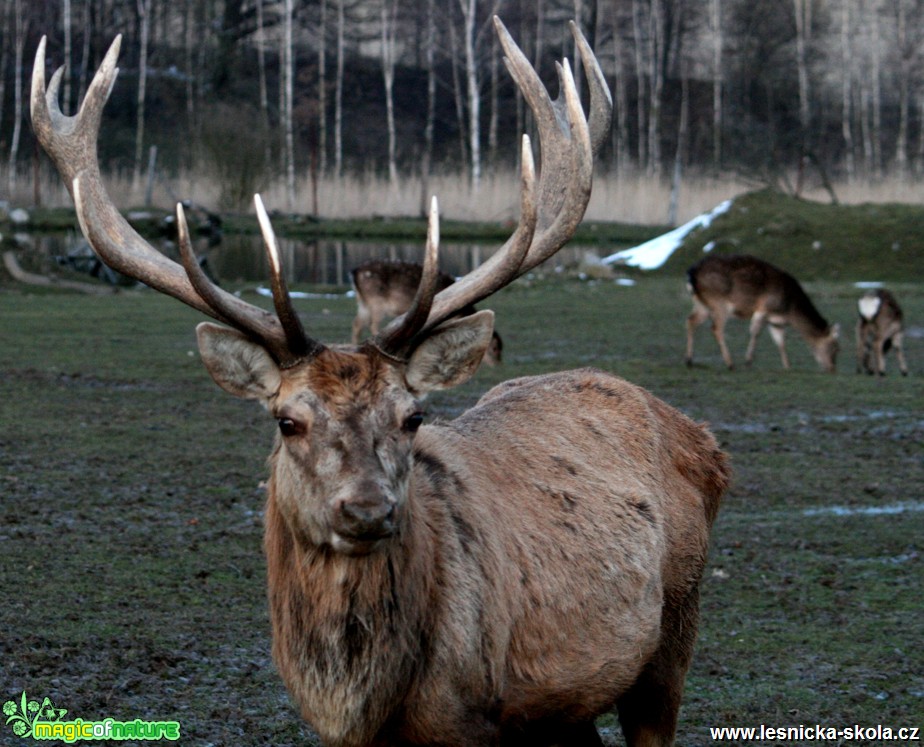 Jelen sika - Cervus nippon - Foto Gerd Ritschel (3)