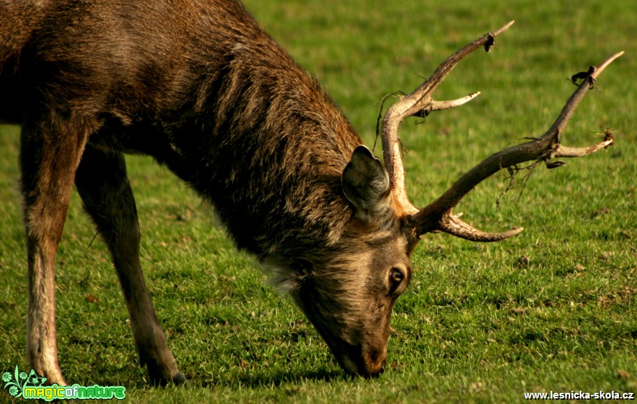 Jelen sika - Cervus nippon - Foto Gerd Ritschel (4)